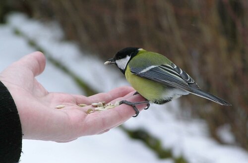 Parus